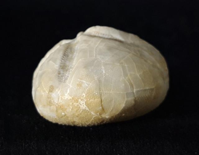 Linthia vilanovae (COTTEAU 1889) - Bild © FossNet FossilienStore